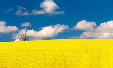 güzel yaz kırsal manzara