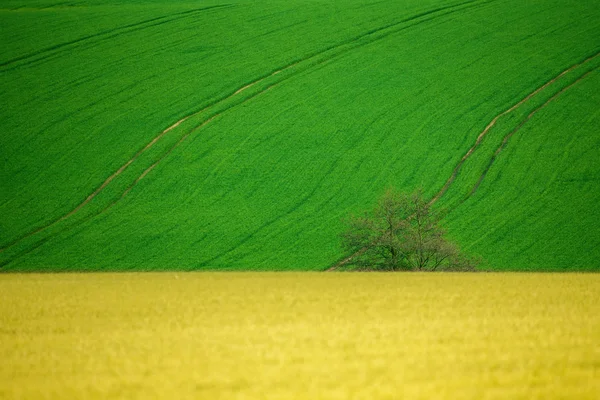 Прекрасні літні сільські ландшафтні лінії — стокове фото