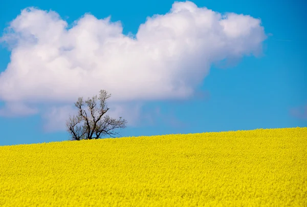 Belo verão paisagem rural — Fotografia de Stock