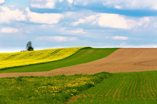 Прекрасний літній сільський пейзаж — стокове фото