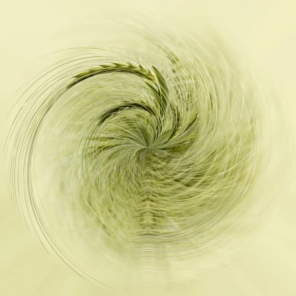 얕은 초점 유기 녹색 봄 곡물 — 스톡 사진