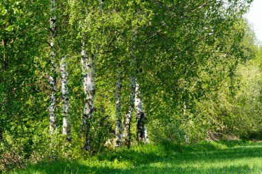 kırsal kesimde huş ağacı