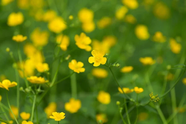 Marsh-marigold first yellow flowers spring — Stock Photo, Image