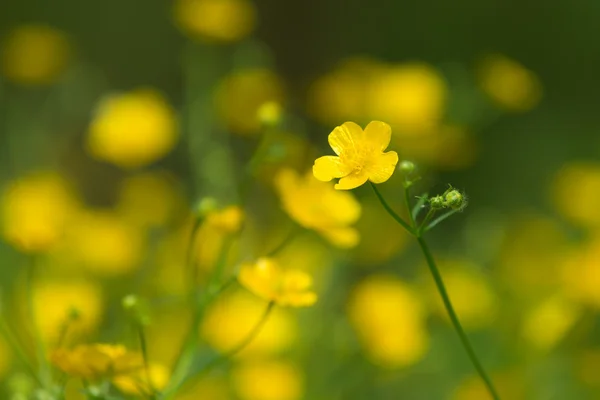 Marsh-marigold first yellow flowers spring — Stock Photo, Image