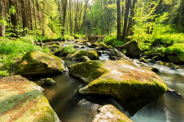 Pequeño río salvaje en el bosque de Bohemia — Foto de Stock