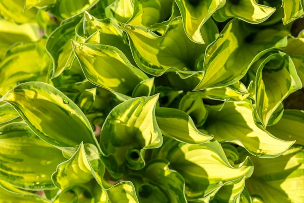 Vatten droppar på gröna växters blad — Stockfoto