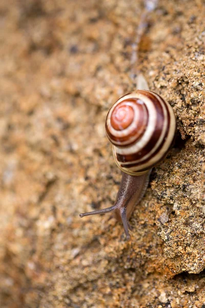 小庭园蜗牛 — 图库照片