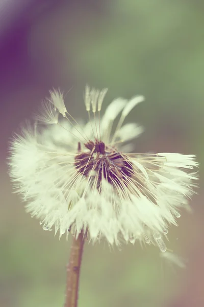 Close up of Dandelion on background green grass — Stock Photo, Image