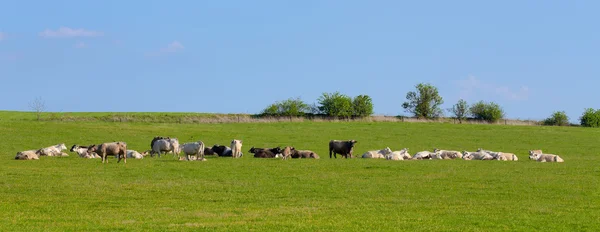 Manada de vacas en el campo verde de primavera — Foto de Stock