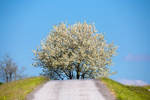 Frühling blühender Baum auf dem Land — Stockfoto