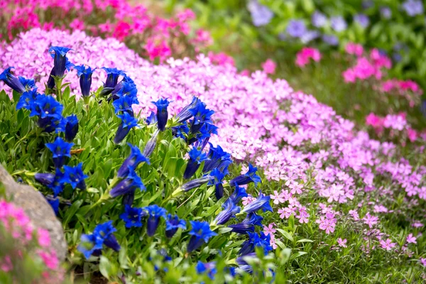 トランペット リンドウ、青い春の花の庭 — ストック写真