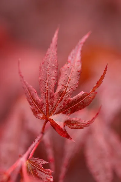 Gotas de água na folha de mapple vermelho — Fotografia de Stock