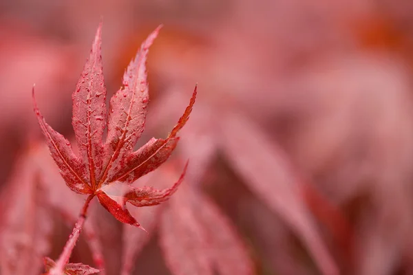 Gotas de agua en la hoja de manzana roja — Foto de Stock