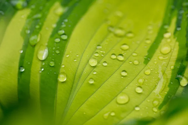 Wassertropfen auf grünem Pflanzenblatt — Stockfoto