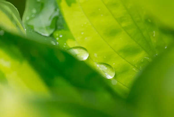 Yeşil bitki yaprağı su damlaları — Stok fotoğraf