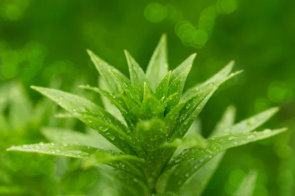 Water drops on green plant leaf — Stock Photo, Image