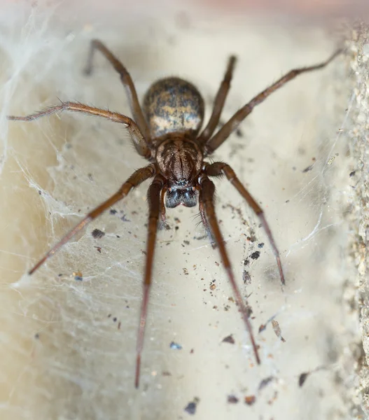 Spider in the Liocranidae family on web — Stock Photo, Image
