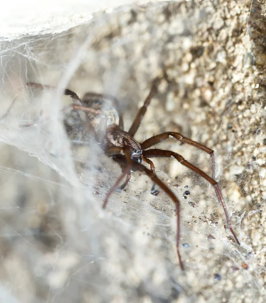 Spider in the Liocranidae family on web — Stock Photo, Image