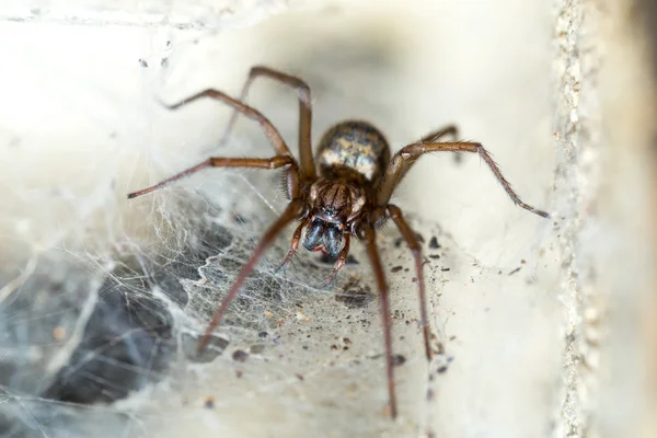 Spider in the Liocranidae family on web — Stock Photo, Image