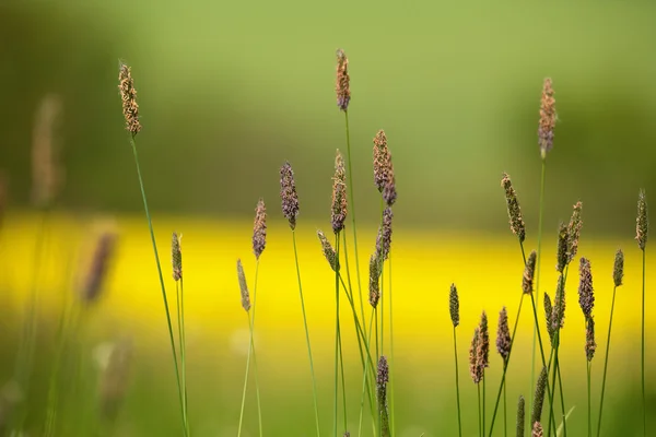 Hierba en el prado con fondo de color — Foto de Stock