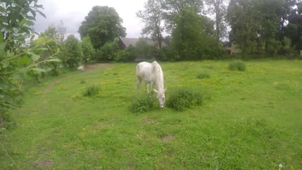 Oude witte paard op een grazige weide grazen — Stockvideo