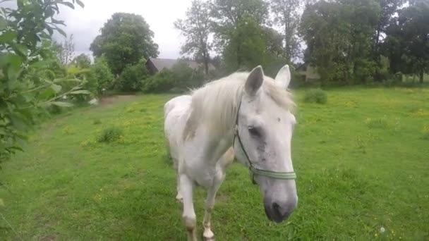 Stary koń biały wypasu na trawiasta łąka — Wideo stockowe