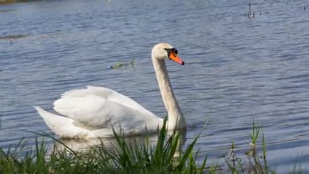 Höckerschwan, Cygnus, einzelner Vogel auf dem Wasser — Stockvideo