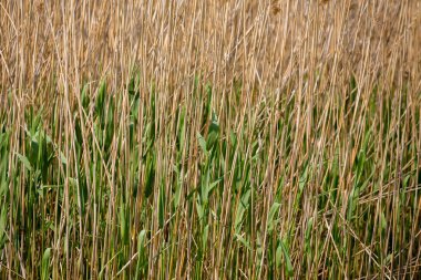 Su birikintisi arka plan, sazlık