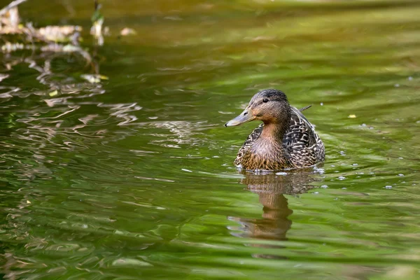 Mallard Duck Anas platyrhynchos, Hembra en el río — Foto de Stock