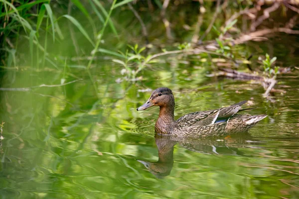 Mallard Duck Anas platyrhynchos, Hembra en el río — Foto de Stock