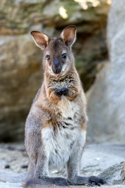 Kızıl enseli kanguru bebek closeup — Stok fotoğraf