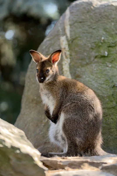 Close-up van een baby Red-necked Wallaby — Stockfoto