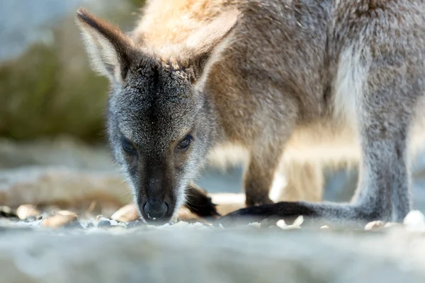 Fechar-se de um bebê Wallaby de pescoço vermelho — Fotografia de Stock