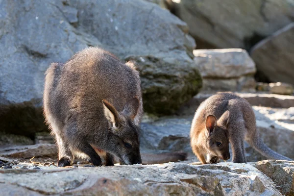 Fechar de um bebê Wallaby de pescoço vermelho com a mãe — Fotografia de Stock