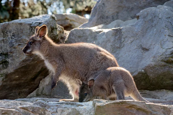 Primer plano de un bebé Wallaby de cuello rojo con madre — Foto de Stock