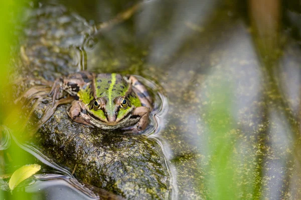 Rana comestible perfectamente enmascarada en agua — Foto de Stock