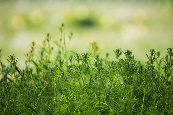 Spring plants on Riverside with shallow focus — Stock Photo, Image