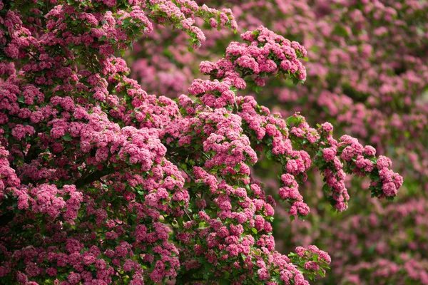 Blüten rosa Weißdorn. Baum rosa Weißdorn — Stockfoto