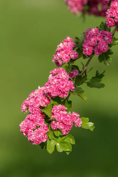 Blüten rosa Weißdorn. Baum rosa Weißdorn — Stockfoto