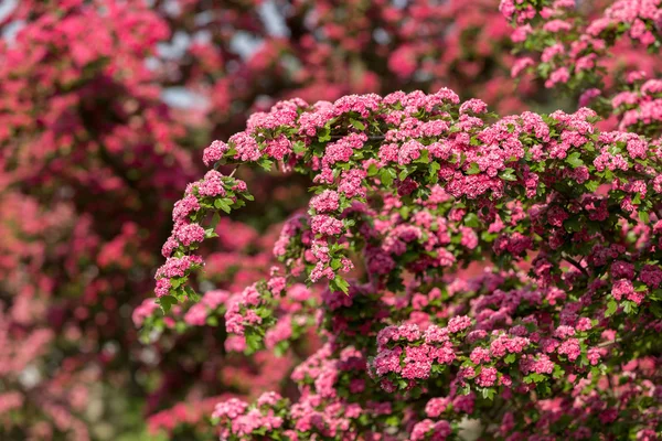 Fiori biancospino rosa. Albero biancospino rosa — Foto Stock