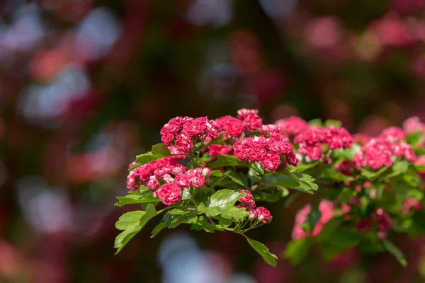 Flowers pink hawthorn. Tree pink hawthorn — Stock Photo, Image