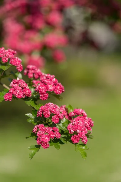 Różowe kwiaty głogu. Głóg Drzewo różowy — Zdjęcie stockowe