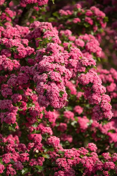 Blüten rosa Weißdorn. Baum rosa Weißdorn — Stockfoto