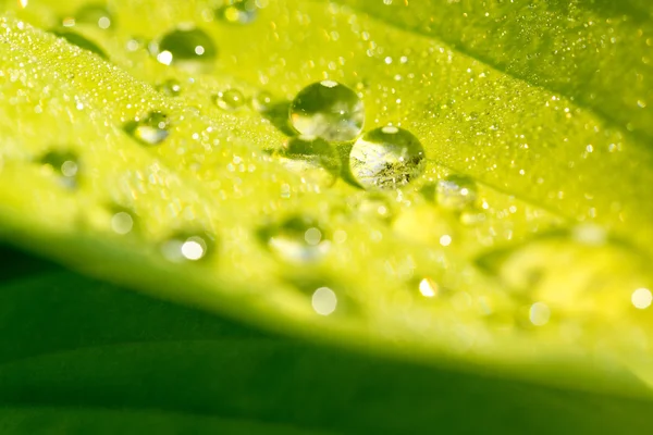 Water drops on green plant leaf — Stock Photo, Image