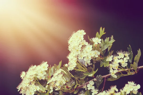 Flowering tree in spring with very shallow focus — Stock Photo, Image