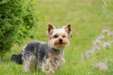 Sevimli küçük oynak yorkshire korkunç