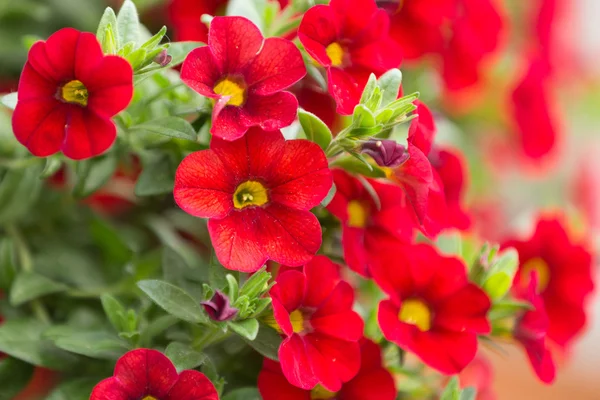 Czerwony kwiat million bells — Zdjęcie stockowe