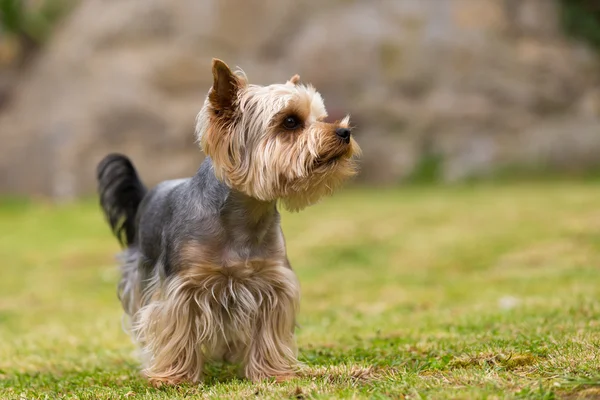 Bonito pequeno brincalhão yorkshire terrier — Fotografia de Stock