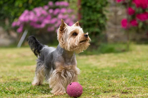 Lindo pequeño yorkshire terrier juguetón —  Fotos de Stock