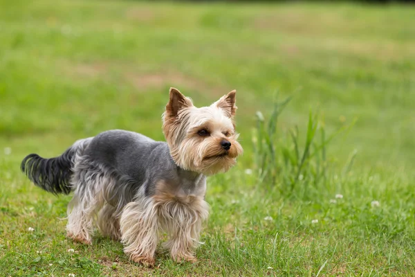 Schattige kleine speelse yorkshire Terriër — Stockfoto